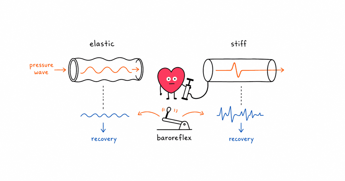 Arterial Stiffness and HRV: What Vascular Health Reveals About Recovery