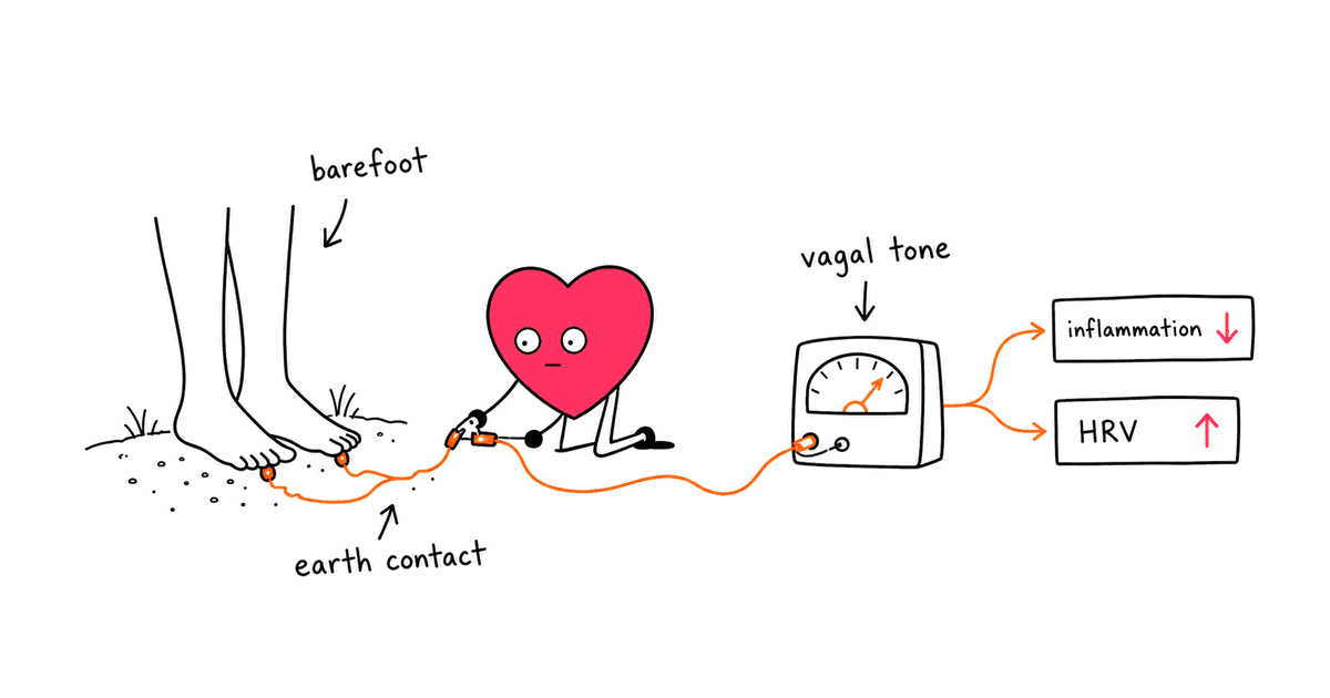 Grounding (Earthing) and HRV: Can Walking Barefoot Improve Heart Rate Variability?