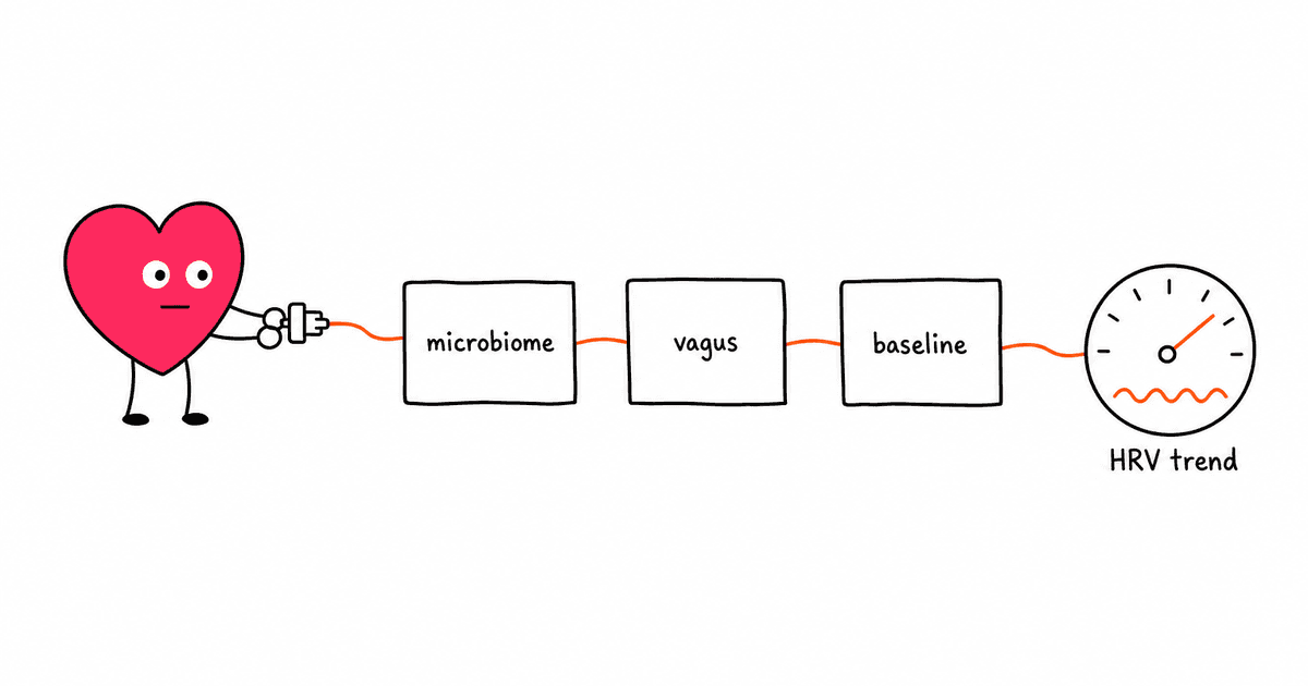 Gut Health and HRV: How Your Microbiome Affects Heart Rate Variability