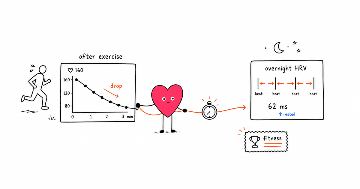 Heart Rate Recovery and HRV: Two Metrics That Reveal Your Cardiovascular Fitness