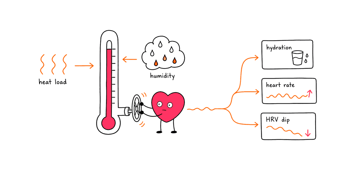 Heat and Humidity and HRV: Why Hot Weather Can Lower Your Recovery Score