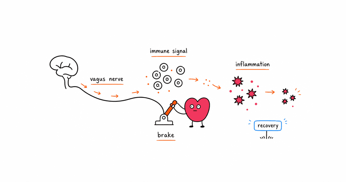 HRV and the Immune System: How Your Vagus Nerve Controls Inflammation