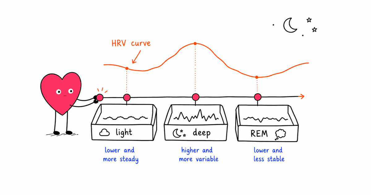 HRV and Sleep Stages: What Your Wearable Reveals About REM, Deep, and Light Sleep