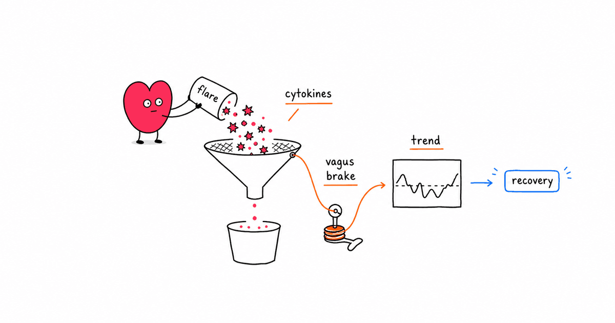 Inflammation and HRV: The Vagal Anti-Inflammatory Pathway Explained