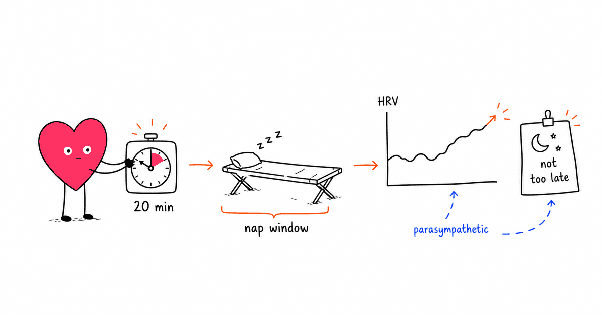 Napping and HRV: How Power Naps Affect Your Heart Rate Variability