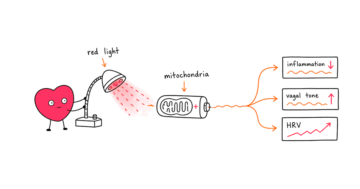Red Light Therapy and HRV: Can Photobiomodulation Improve Heart Rate Variability?