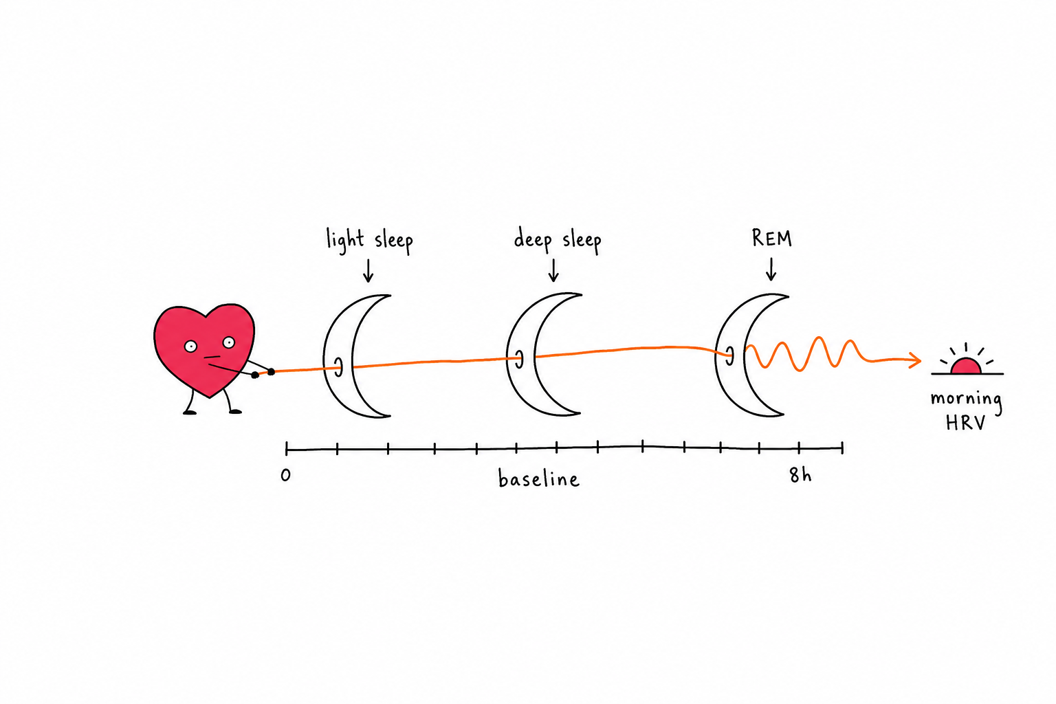 HRV During Sleep Stages